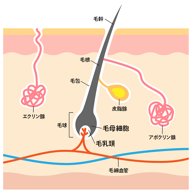 ムダ毛の自己処理の方法は?部位別の自己処理方法やお手入れにオススメのアイテムを紹介 | mismos(ミスモス)